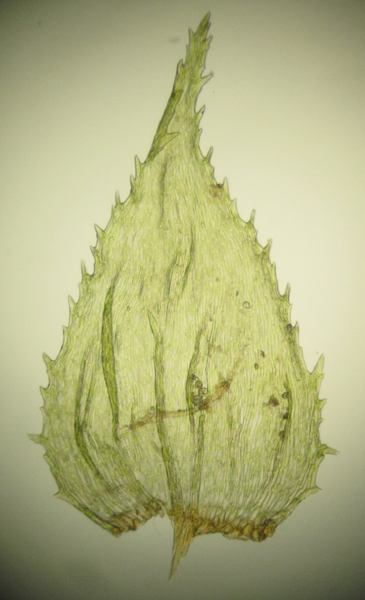 Hylocomiastrum umbratum